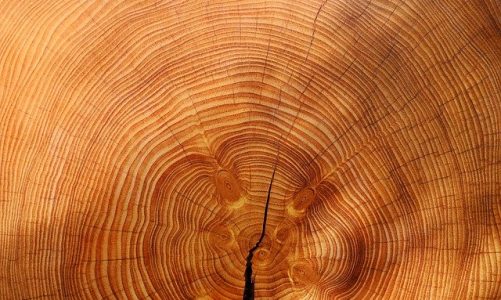 Produzione lame a nastro per legno: perché sono importanti per la lavorazione?