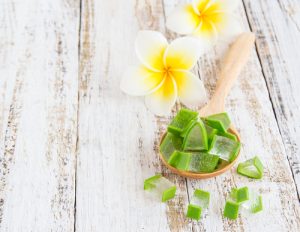 Le proprietà delle foglie arborescens dell'aloe